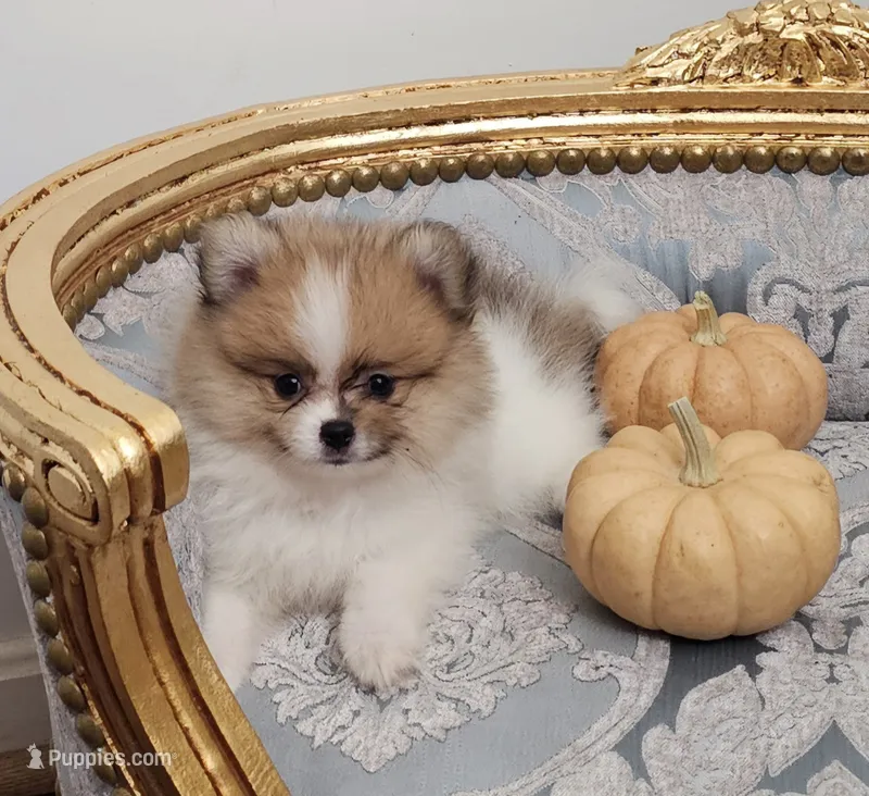 AKC Ruffles – Pomeranian puppy for sale in Glen Burnie, MD