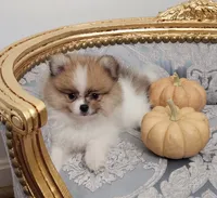 AKC Ruffles, a female Pomeranian for sale in Glen Burnie, MD – 1 of 1