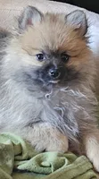 AKC Whistles , a male Pomeranian for sale in Glen Burnie, MD – 2 of 3