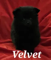 AKC VELVET, a female Pomeranian for sale in Glen Burnie, MD – Photo 5 of 7