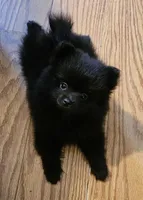 AKC VELVET, a female Pomeranian for sale in Glen Burnie, MD – Photo 1 of 7