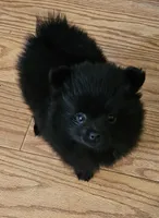 AKC VELVET, a female Pomeranian for sale in Glen Burnie, MD – Photo 2 of 7