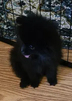 AKC VELVET, a female Pomeranian for sale in Glen Burnie, MD – Photo 3 of 7