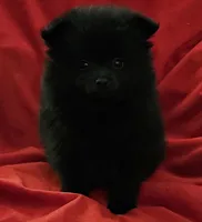 AKC VELVET, a female Pomeranian for sale in Glen Burnie, MD – Photo 6 of 7