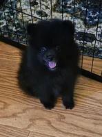 AKC VELVET, a female Pomeranian for sale in Glen Burnie, MD – Photo 4 of 7