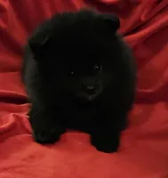 AKC SATIN, a female Pomeranian for sale in Glen Burnie, MD – Photo 2 of 2