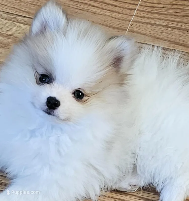 AKC Huckleberry, a male Pomeranian for sale in Glen Burnie, MD – Photo 1 of 6