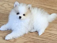 AKC Huckleberry, a male Pomeranian for sale in Glen Burnie, MD – Photo 2 of 6