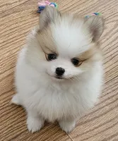 AKC Huckleberry, a male Pomeranian for sale in Glen Burnie, MD – Photo 3 of 6