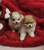 AKC Huckleberry, a male Pomeranian for sale in Glen Burnie, MD – Photo 4 of 6