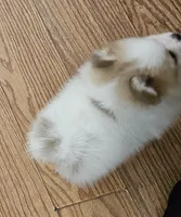 AKC Huckleberry, a male Pomeranian for sale in Glen Burnie, MD – Photo 6 of 6