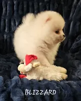 AKC BLIZZARD, a male Pomeranian for sale in Glen Burnie, MD – Photo 2 of 2