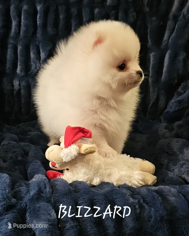 AKC BLIZZARD