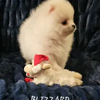 AKC BLIZZARD, a male Pomeranian for sale in Glen Burnie, MD – Photo 1 of 2