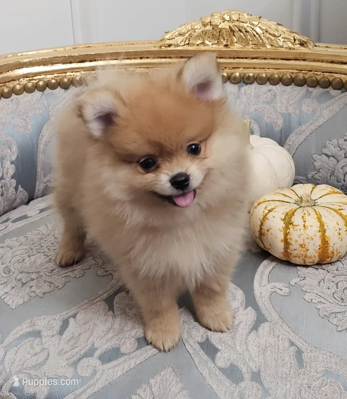 AKC Fritos – Pomeranian puppy for sale in Glen Burnie, MD