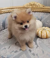 AKC Fritos, a female Pomeranian for sale in Glen Burnie, MD – 1 of 1