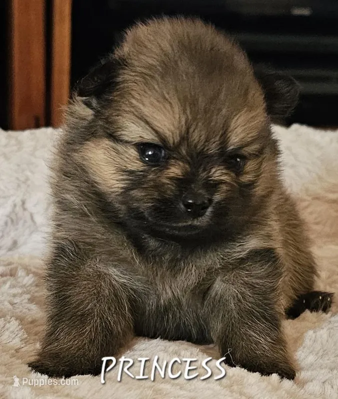 AKC Princess , a female Pomeranian for sale in Glen Burnie, MD – Photo 1 of 1
