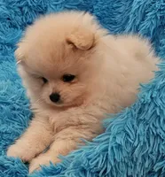 AKC BUBBLES, a female Pomeranian for sale in Glen Burnie, MD – Photo 3 of 4