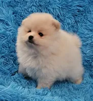 AKC BUBBLES, a female Pomeranian for sale in Glen Burnie, MD – Photo 1 of 4