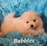 AKC BUBBLES, a female Pomeranian for sale in Glen Burnie, MD – Photo 2 of 4