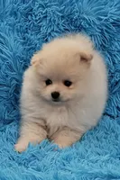 AKC BUBBLES, a female Pomeranian for sale in Glen Burnie, MD – Photo 4 of 4