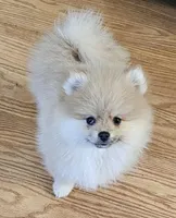 AKC HAZELNUT, a female Pomeranian for sale in Glen Burnie, MD – Photo 3 of 7