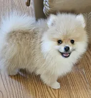 AKC HAZELNUT, a female Pomeranian for sale in Glen Burnie, MD – Photo 2 of 7