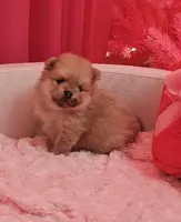 AKC HAZELNUT, a female Pomeranian for sale in Glen Burnie, MD – Photo 6 of 7