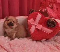 AKC HAZELNUT, a female Pomeranian for sale in Glen Burnie, MD – Photo 7 of 7