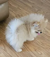 AKC HAZELNUT, a female Pomeranian for sale in Glen Burnie, MD – Photo 5 of 7