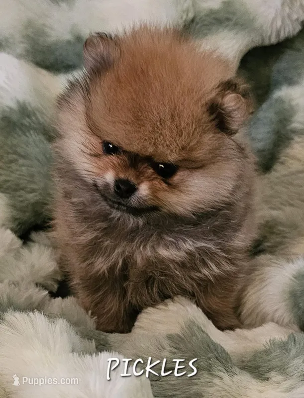 AKC Pickles – Pomeranian puppy for sale in Glen Burnie, MD