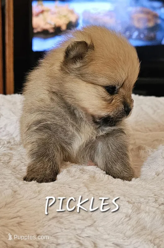 AKC Pickles