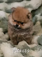 AKC Pickles, a male Pomeranian for sale in Glen Burnie, MD – Photo 2 of 2