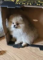 AKC Pickles, a male Pomeranian for sale in Glen Burnie, MD – 1 of 1