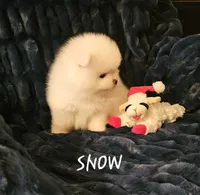 AKC SNOW, a female Pomeranian for sale in Glen Burnie, MD – Photo 2 of 2