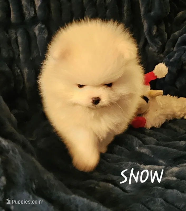AKC SNOW