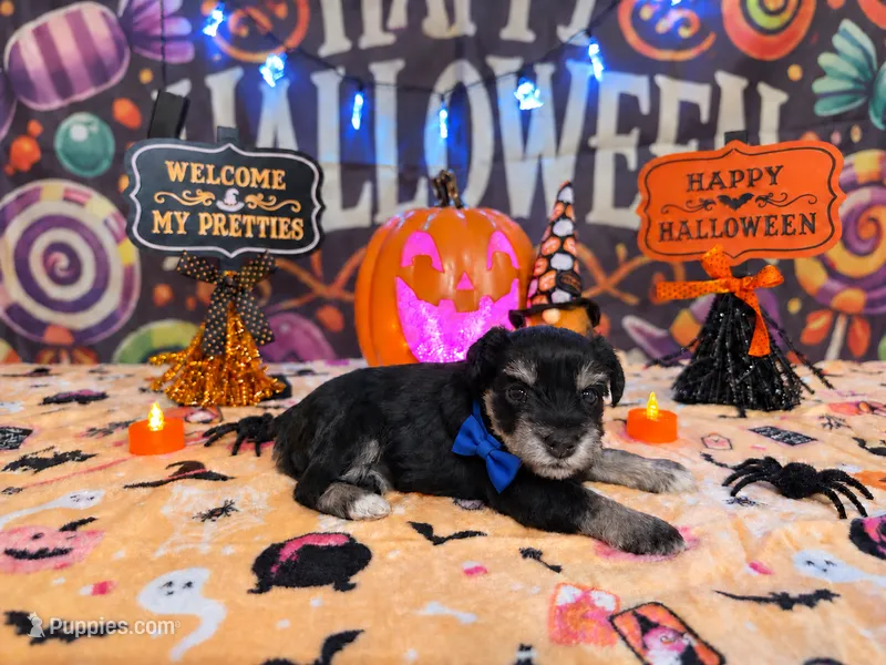 Enzo – Miniature Schnauzer puppy for sale in Petersburg, IN