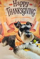 Enzo, a male Miniature Schnauzer for sale in Petersburg, IN – 2 of 3
