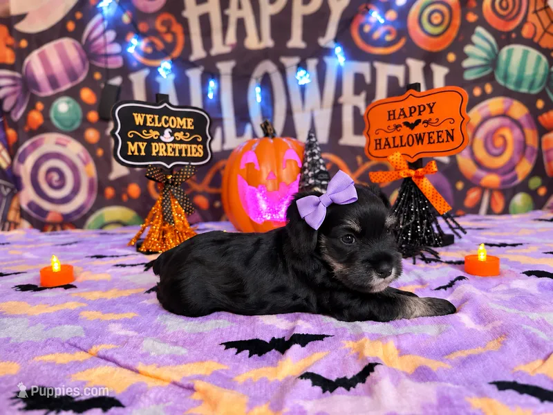 Piper – Miniature Schnauzer puppy for sale in Petersburg, IN