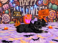 Piper, a male Miniature Schnauzer for sale in Petersburg, IN – 1 of 3