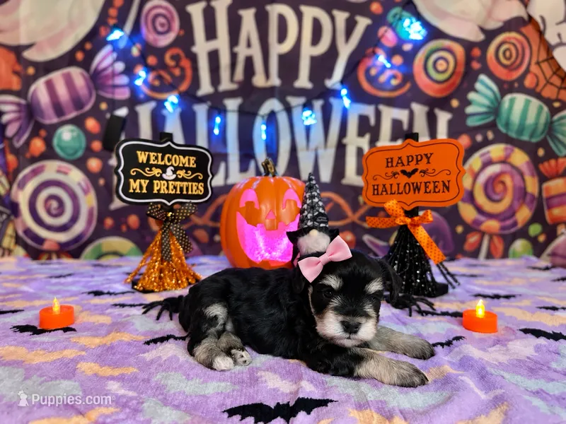 Maisie Lou – Miniature Schnauzer puppy for sale in Petersburg, IN