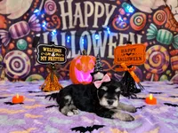 Maisie Lou, a male Miniature Schnauzer for sale in Petersburg, IN – 1 of 3