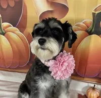 Enzo, a male Miniature Schnauzer for sale in Petersburg, IN – 3 of 3