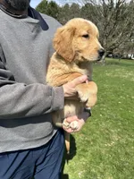 Oakley, a male Golden Retriever for sale in Plain City, OH – Photo 3 of 6