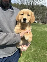 Oakley, a male Golden Retriever for sale in Plain City, OH – Photo 2 of 6