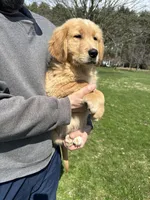 Oakley, a male Golden Retriever for sale in Plain City, OH – Photo 6 of 6