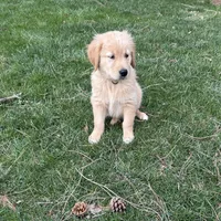 Razor, a male Golden Retriever for sale in Plain City, OH – Photo 2 of 3