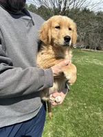 Oakley, a male Golden Retriever for sale in Plain City, OH – Photo 4 of 6