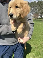 Oakley, a male Golden Retriever for sale in Plain City, OH – Photo 1 of 6