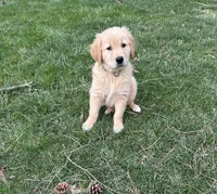 Razor, a male Golden Retriever for sale in Plain City, OH – Photo 3 of 3